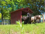 Two ponies in a barn