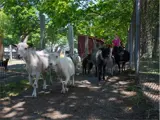 Herd of goats